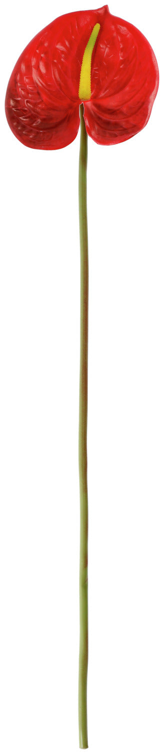 Anturium Maali; 68 cm (D); czerwony/zielony
