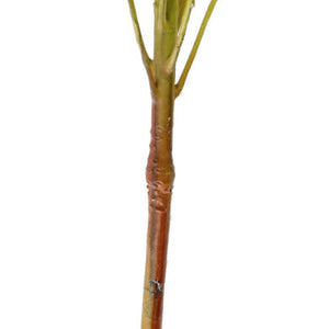 sztuczny kwiat Maaret; 70x11 cm (DxS); biały/zielony