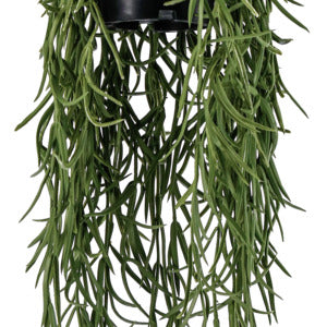 roślina wisząca Haniya; 55 cm (D); zielony/brązowy