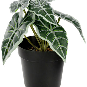 Kunstpflanze Dayana; 18 cm (W); zielony/czarny