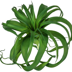 roślina wisząca Kinza; 23 cm (W); zielony