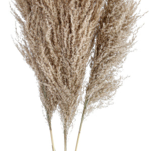 Trockenblumenbundle Mira; 80 cm (D); brązowy