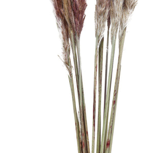 trawa pampasowa Adiba; 70 cm (D); naturalny