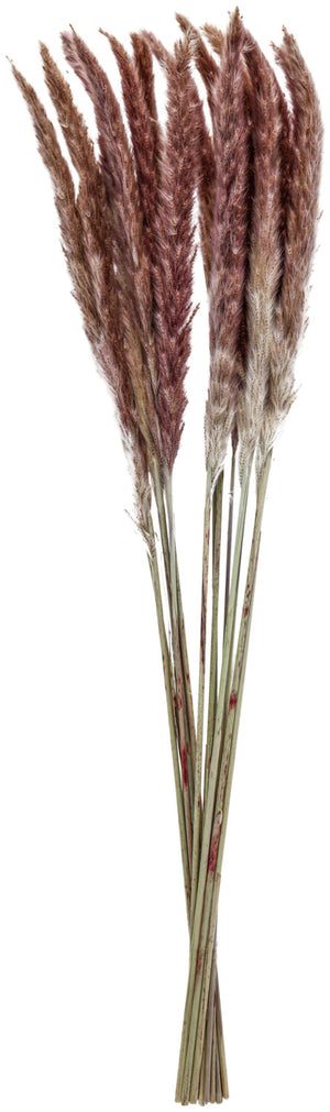 trawa pampasowa Adiba; 70 cm (D); naturalny