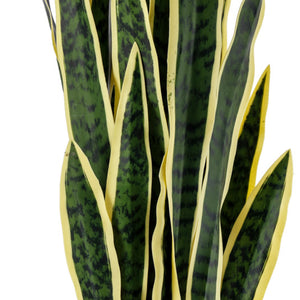 sansewiera Kiran; 86 cm (W); zielony/czarny