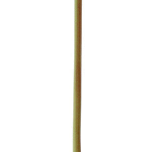 Anturium Maali; 68 cm (D); czerwony/zielony